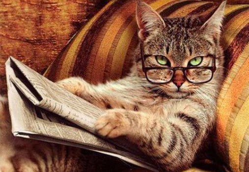 Gazete-okuyan-kedi.jpg