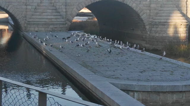 Larus fuscus, Larus michaelis, Puente de Segovia