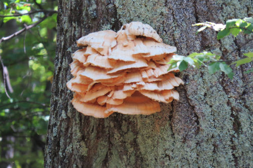 polypore