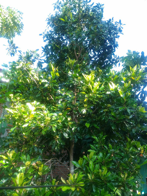 Pohon Cengkeh