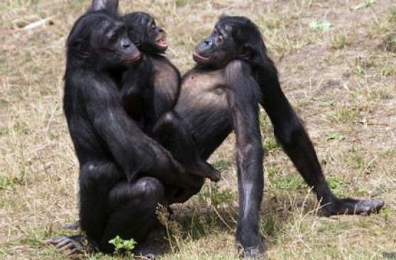 [Image: 558x367.jpg]