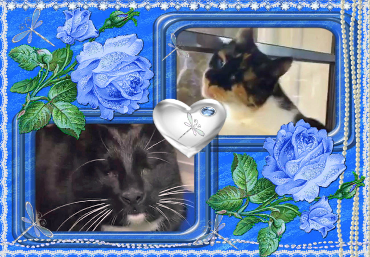 Blind Cat Rescue London Blind Cat Rescue London
