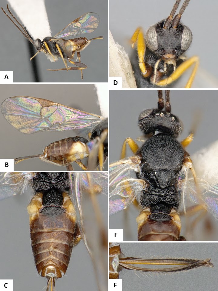 Banting Green: Science and the Environment Plus: Parasitoid Wasps at ...