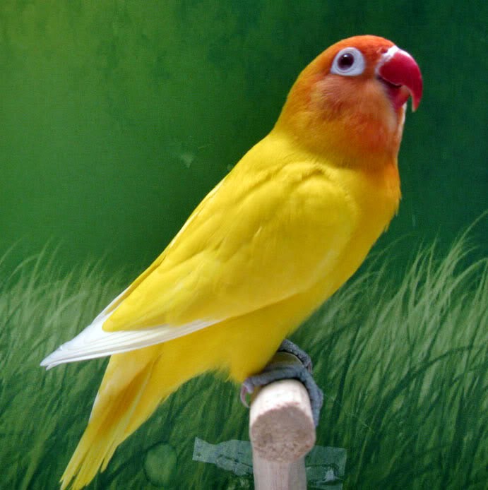 Gambar Cara Merawat Burung Lovebird Lutino