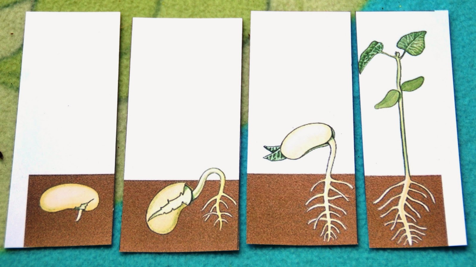 La germination du haricot La petite vie d'Ilhan et Mélia
