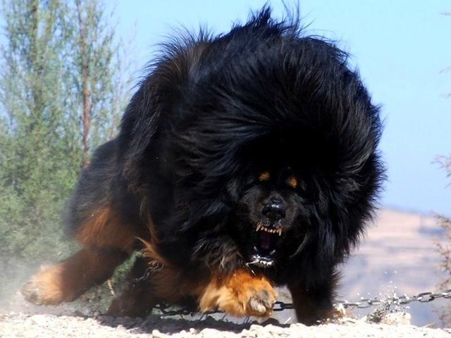 Most Dangerous Dogs in The World Most Dangerous tibetan mastiff Dogs
