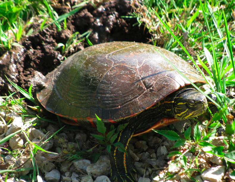 Tim's Fertile Turtles