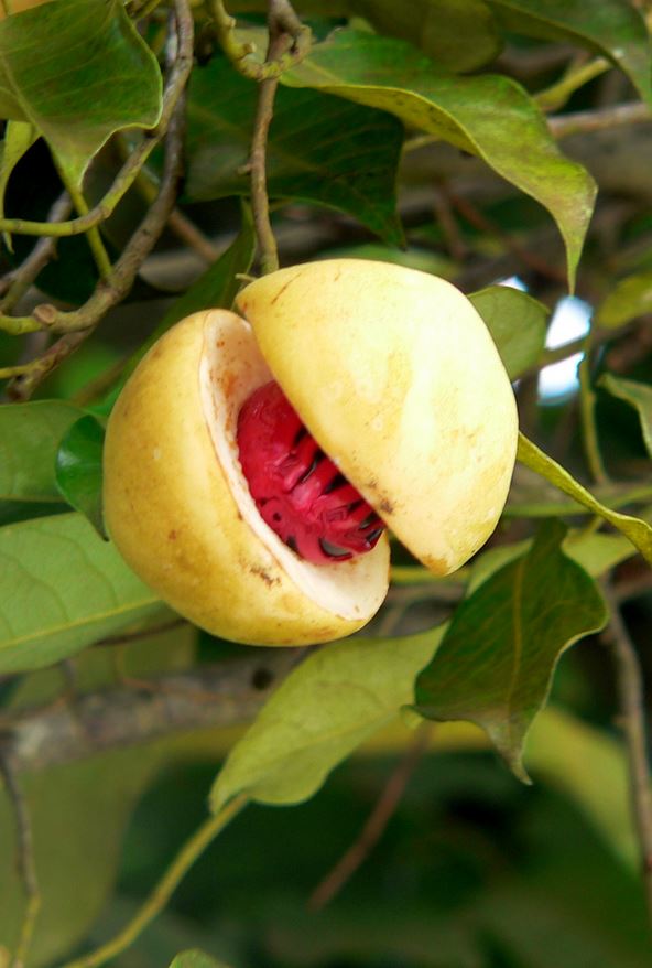 How to Grow Nutmeg, Growing, Planting and Harvesting Nutmeg