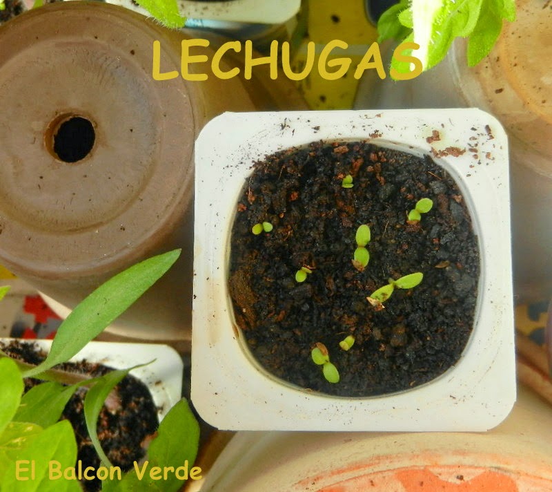 Lechugas