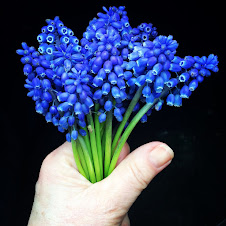 Grape Hyacinths