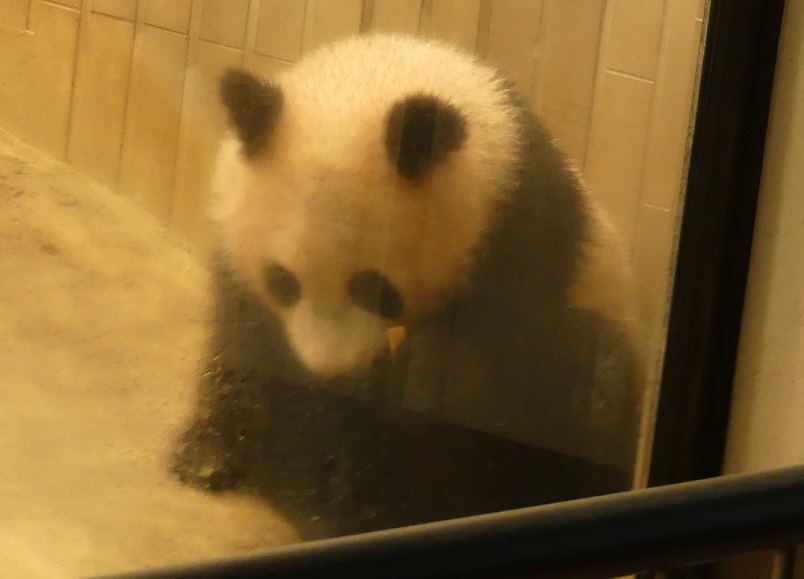 さーべる倶楽部 雨の日はパンダを見に