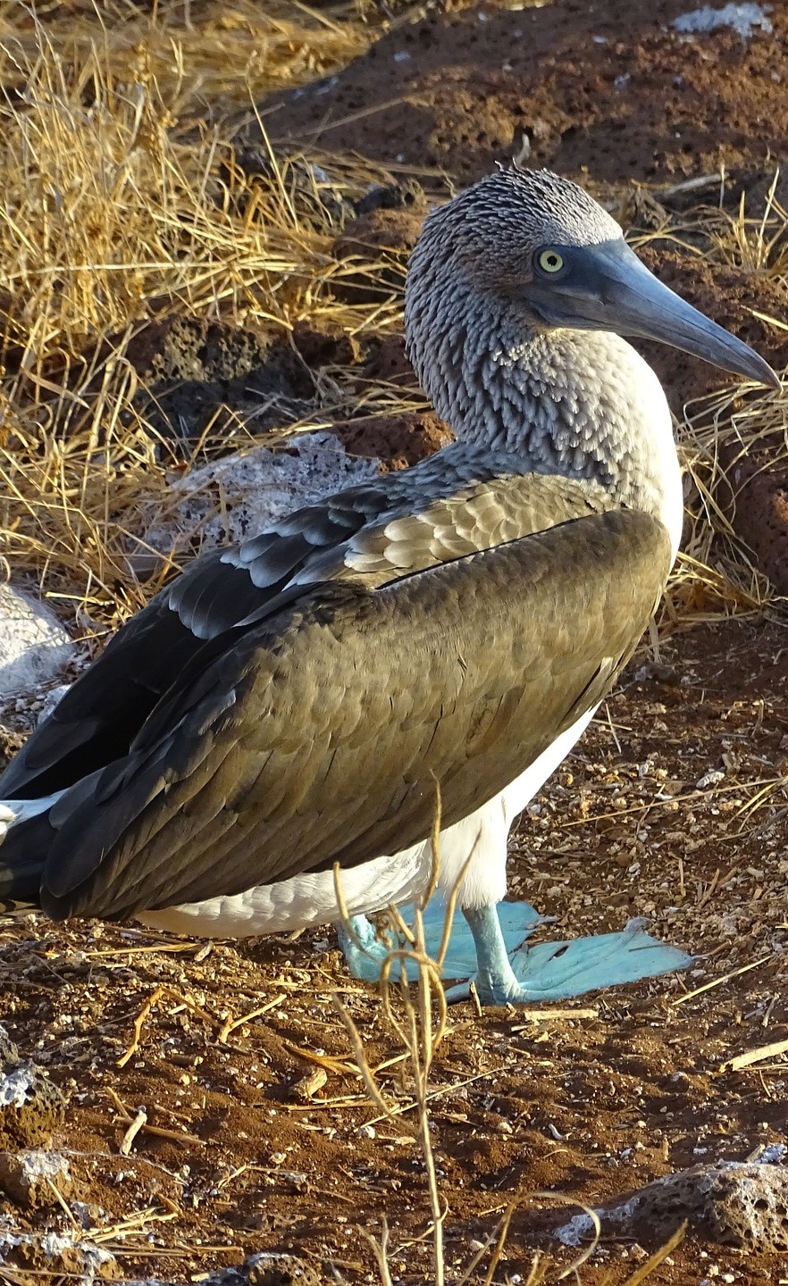 Picture of a blue footed boobie.