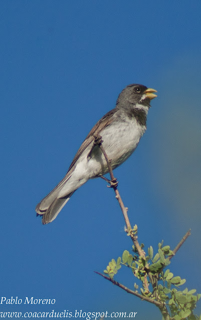 corbatita alt="corbatita,aves de Mendoza,Sporophila caerulescens"