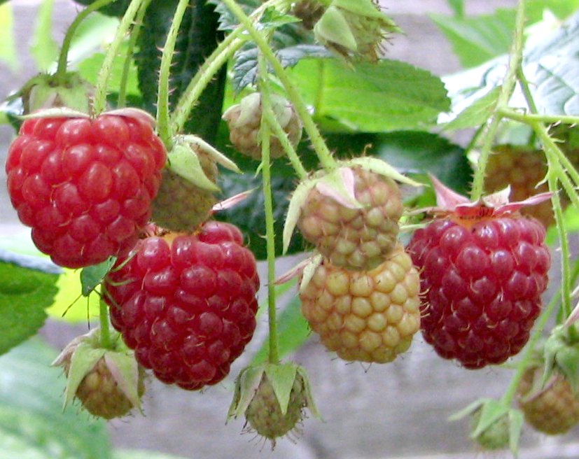 Mark's Veg Plot: Raspberry maintenance