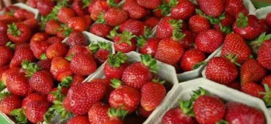 Erdbeeren Treibhaus Gewächshaus Erdbeeren