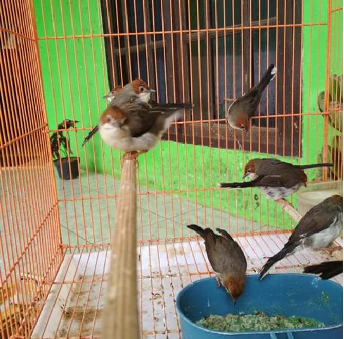 Featured image of post Harga Burung Cucak Jenggot Mini Burung cucak jenggot memang bisa menjadi gacor sebetulnya ada beberapa metode yang dapat diterapkan oleh pemelihara