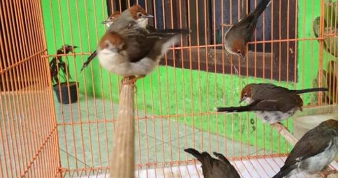 Featured image of post Harga Burung Cucak Jenggot Mini Nah pada pertemuan burung cucak jenggot berukuran tubuh sedang kurang lebih sekitar 22 cm