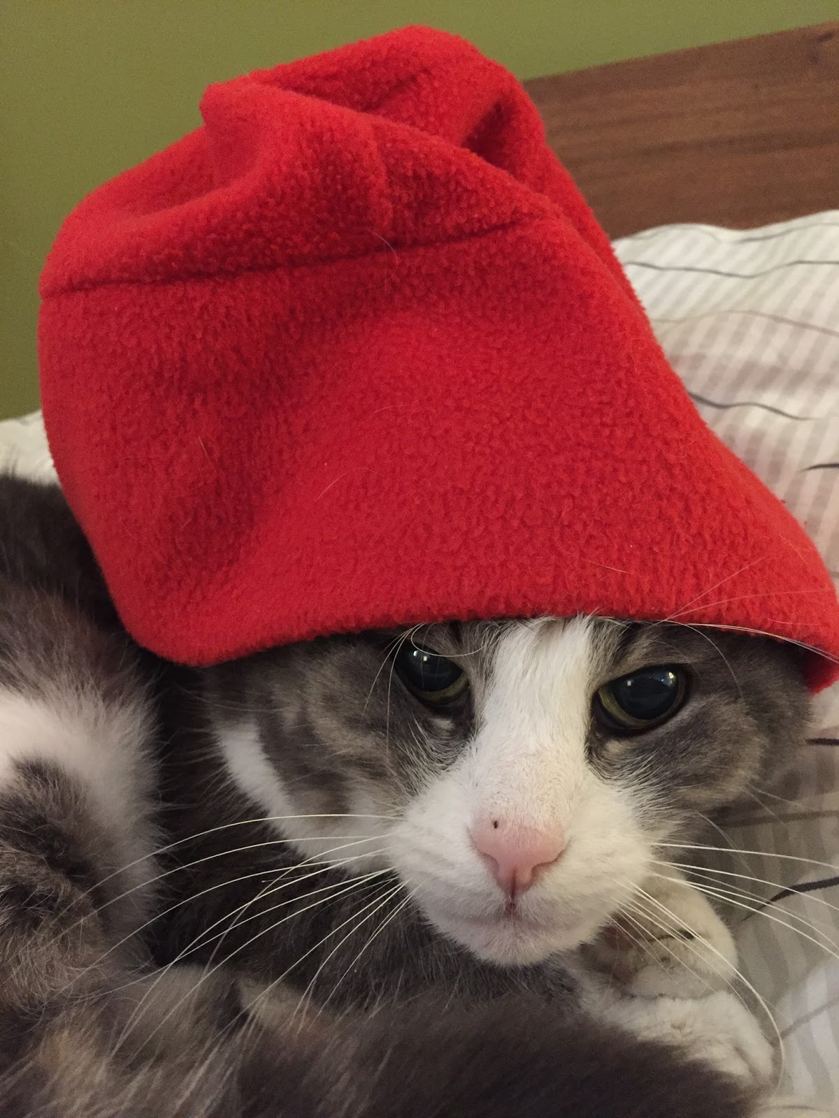 The Cat And The Hat Illustrator The Cat And The Hat Illustrator