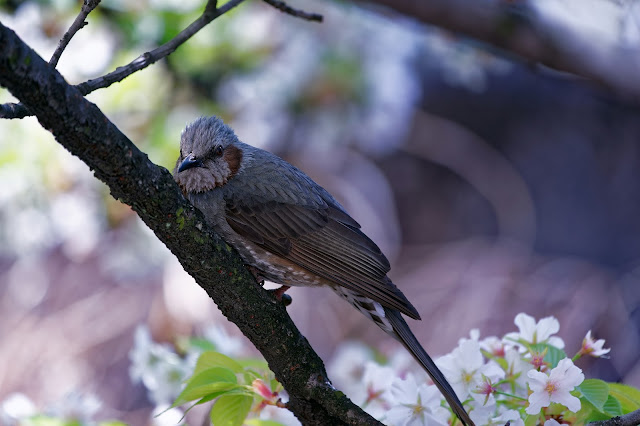 SONY ILCE-9 FE 100-400mm F4.5-5.6 GM OSS
