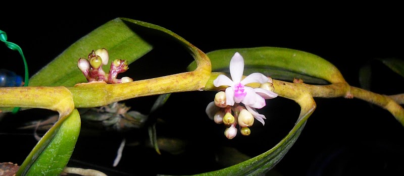 Trias nasuta Orchid specie seeds Year 2019 