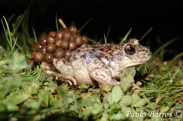 Toad Sapo Partero Común