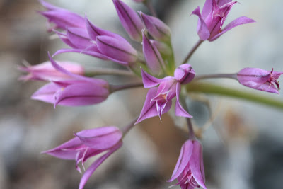[Liliaceae] - Allium acuminatum - Hooker's Onion