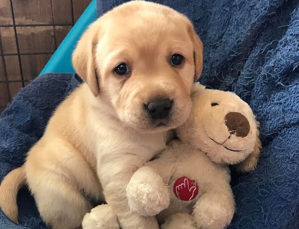 Labrador Retriever quale razza canina contro ansia depressione