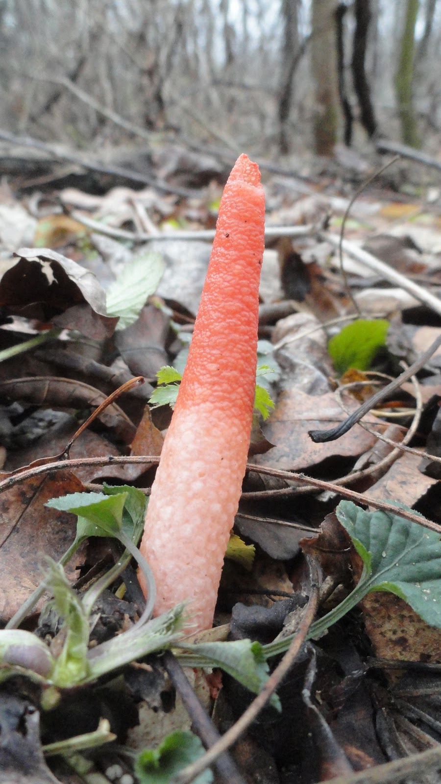 Life at the Blue Rock Ranch November 2011