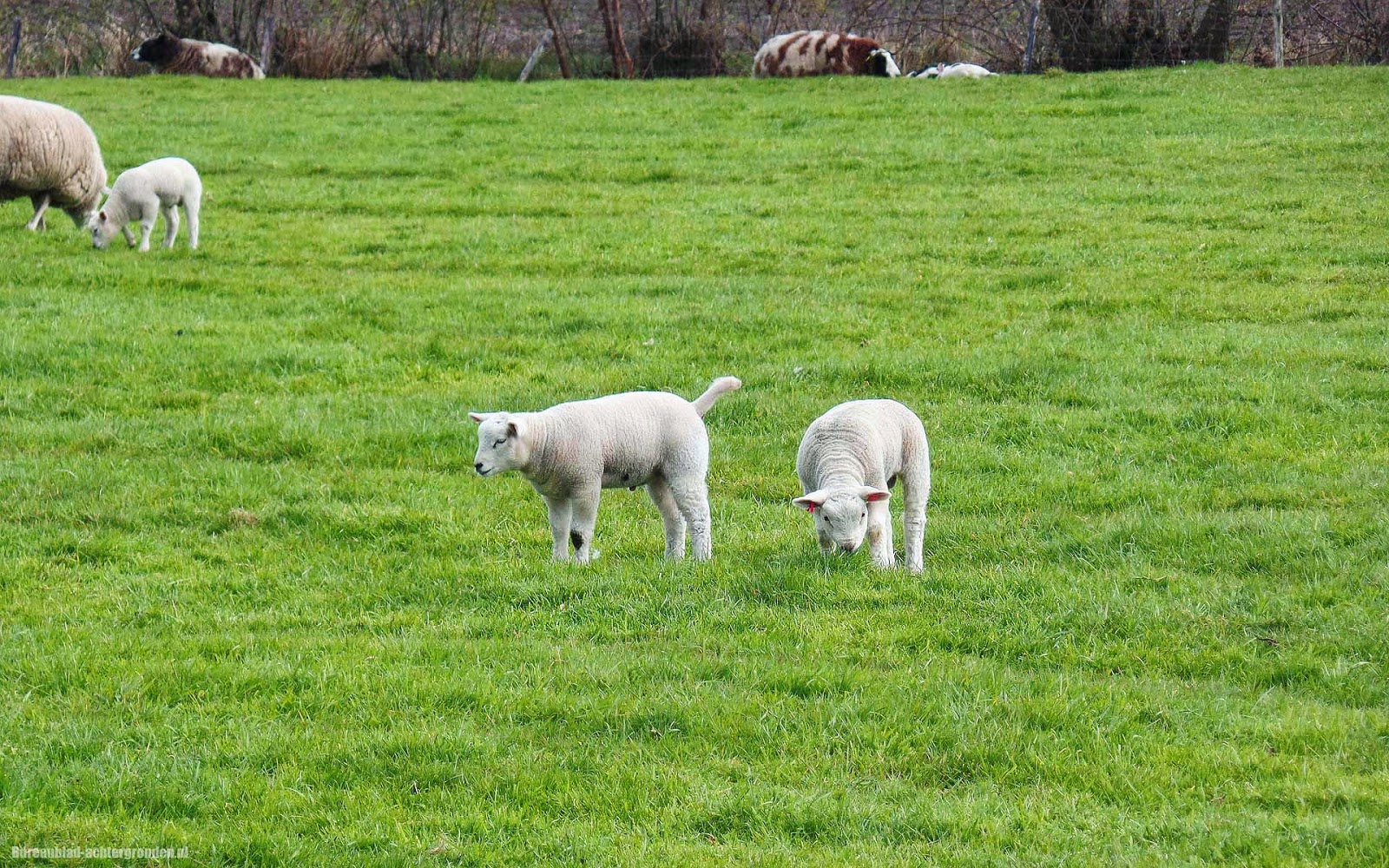 Twee jonge schaapjes in het weiland in de lente