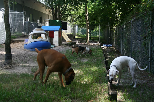 The Doggie Spot Daycare and Boarding