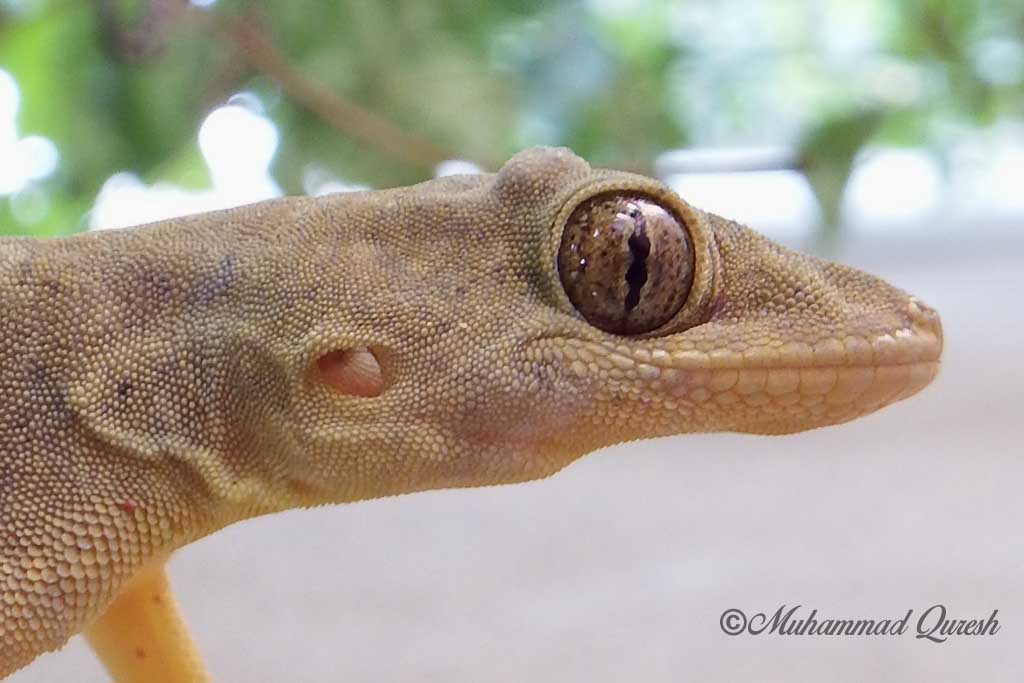 Flattailed House GeckoCosymbotus platyurus Nature, Cultural, and