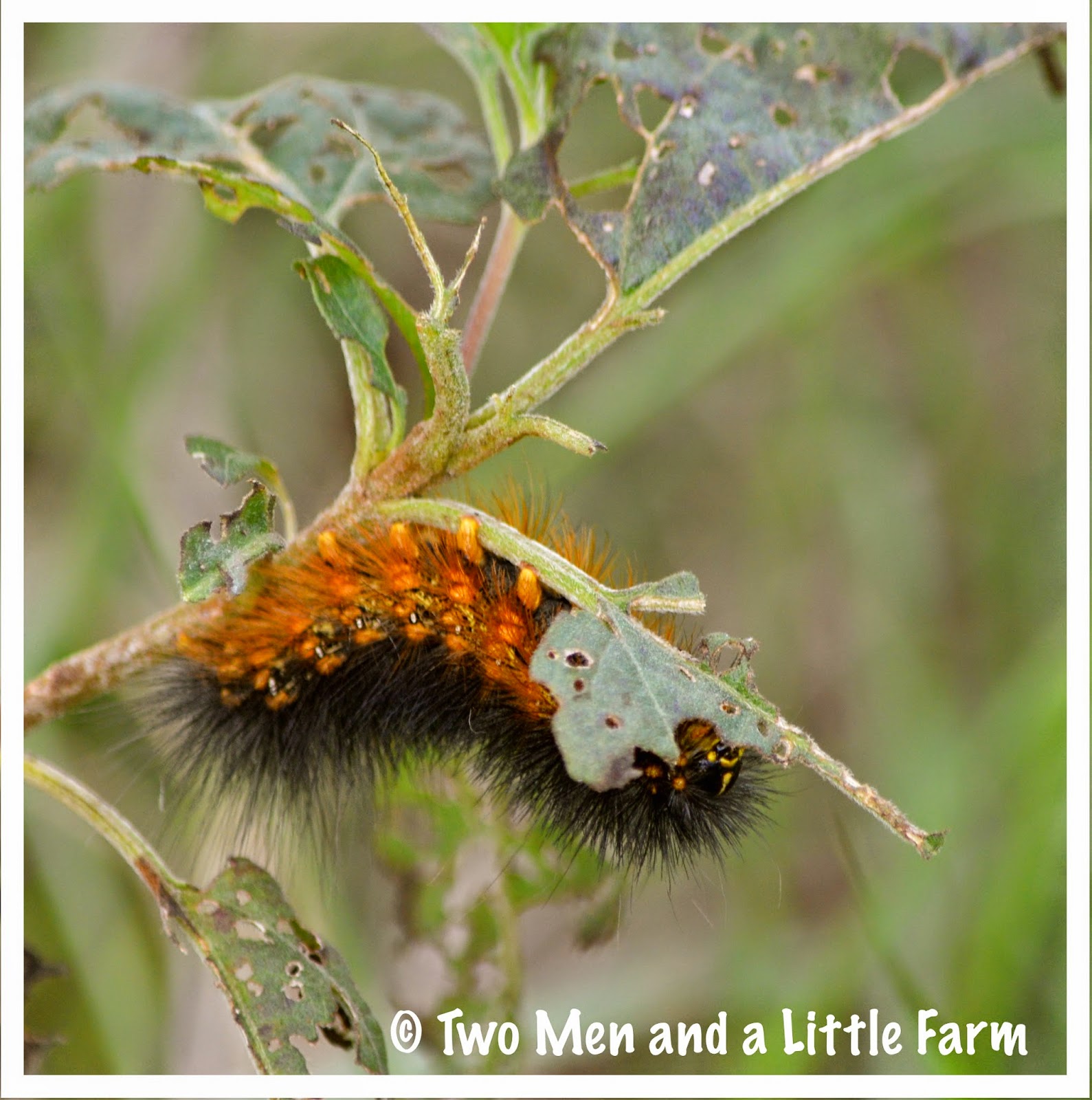 Two Men and a Little Farm BLACK WOOLY BEAR CATERPILLAR