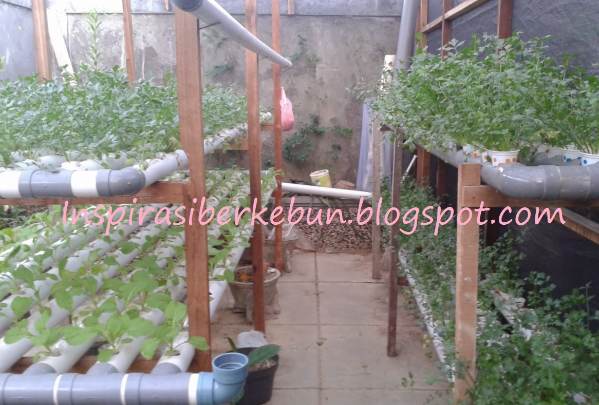 Visualisasi cara menanam seledri hidroponik untuk mengapa memilih seledri hidroponik untuk menanam di rumah