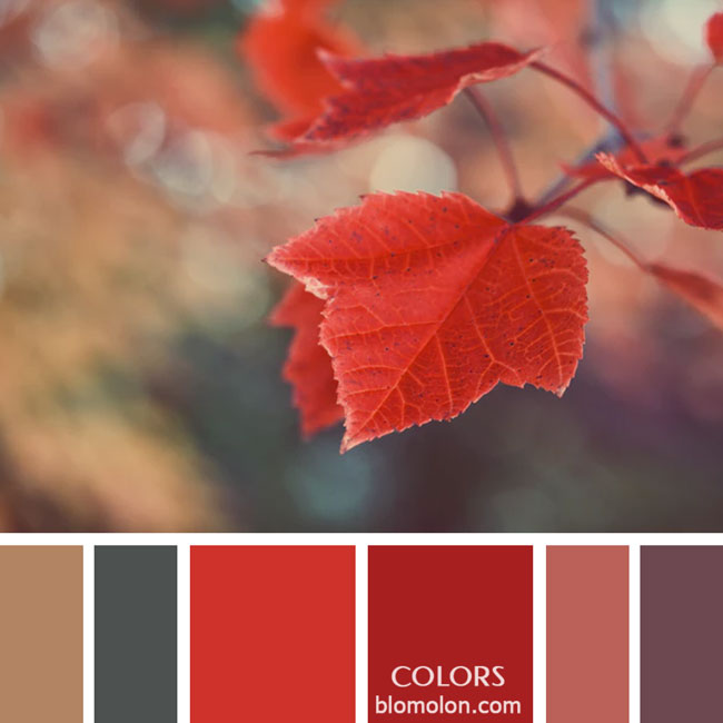 variedad en color paletas de colores 38 variedad_en_color_paletas_de_colores_38