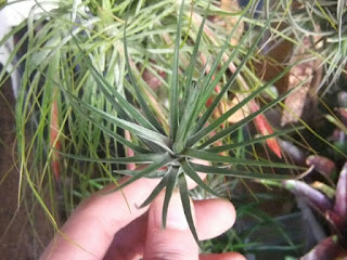 tillandsia tenuifolia