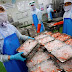 Frozen Shrimp Processing Quick Explanation