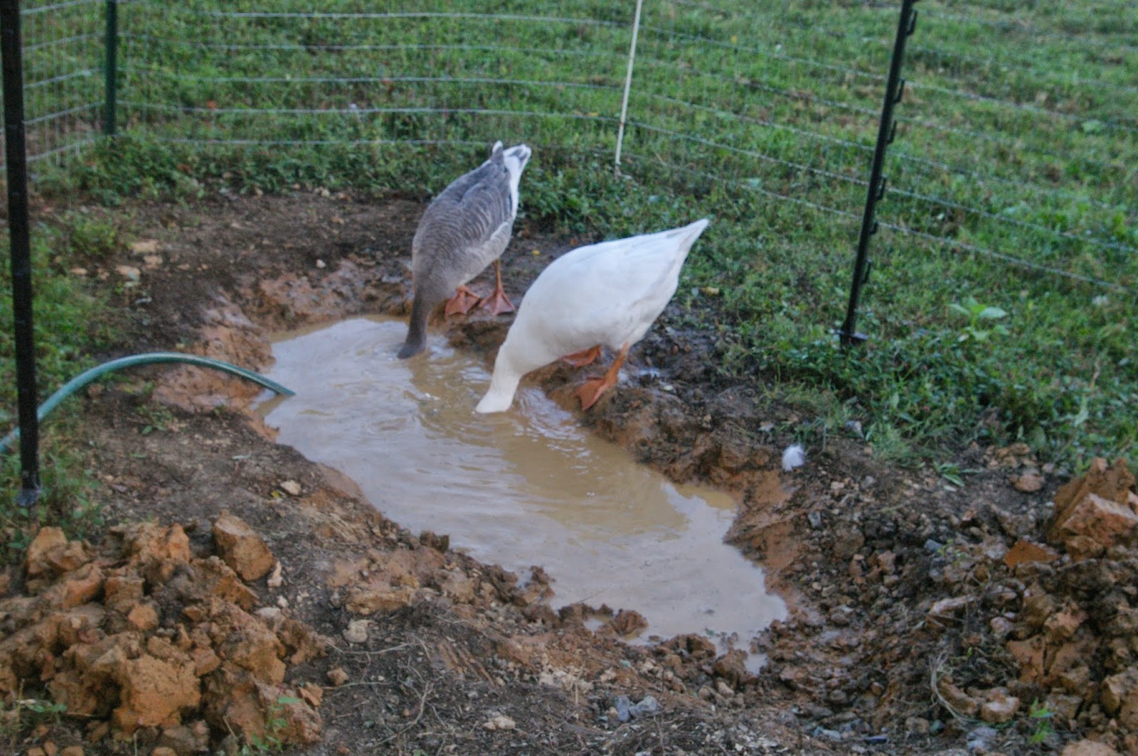 6 Sheep and a LLama THE MAKING OF THE GOOSE POND
