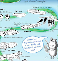 FREE FROG LIFE CYCLE POSTER