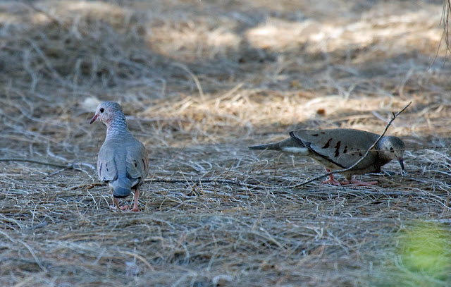 Common Ground-Dove Common Ground-Dove