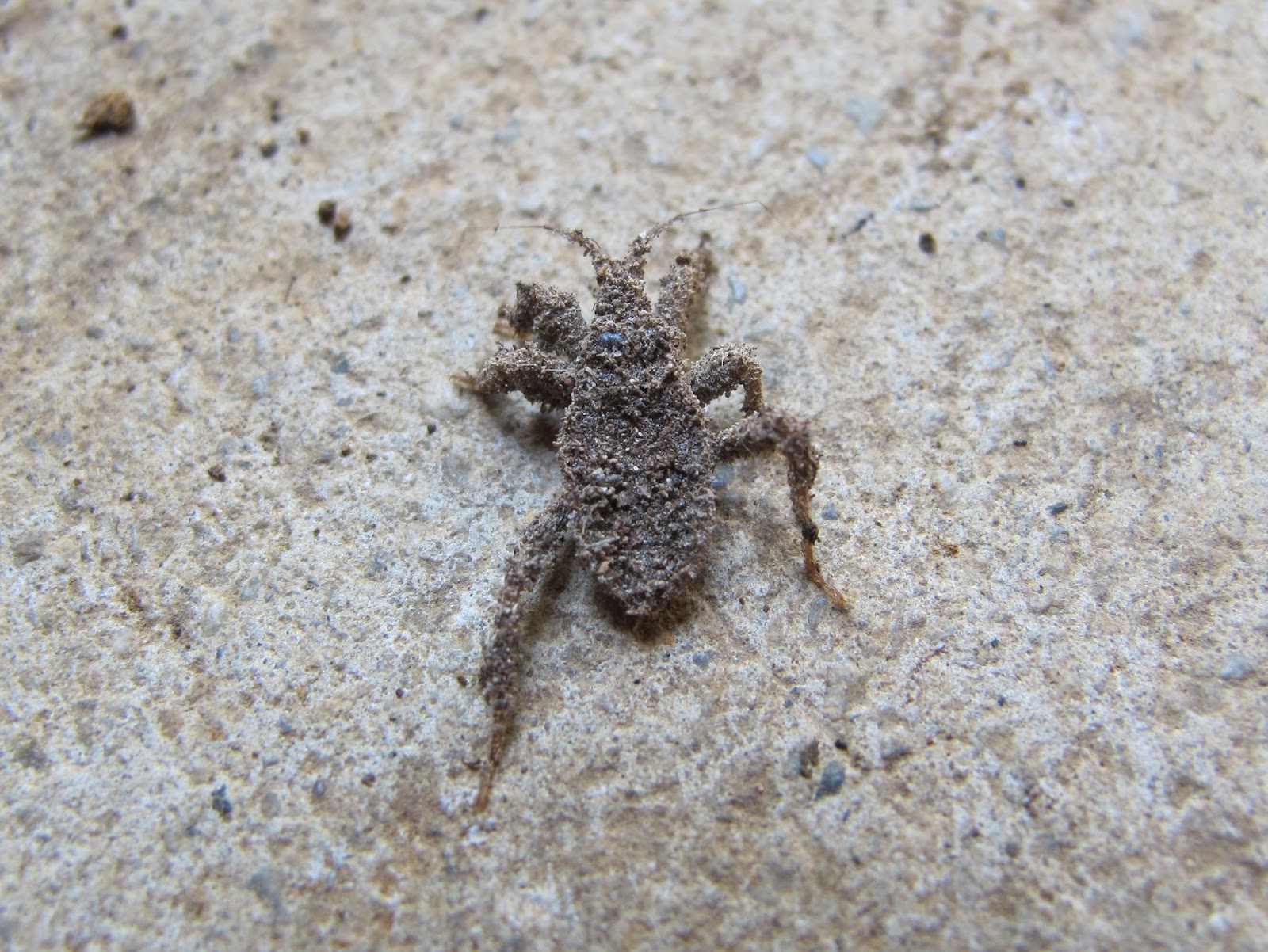 Blue Jay Barrens Dusty Bug