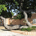 120 anos do Cajueiro de Humberto de Campos