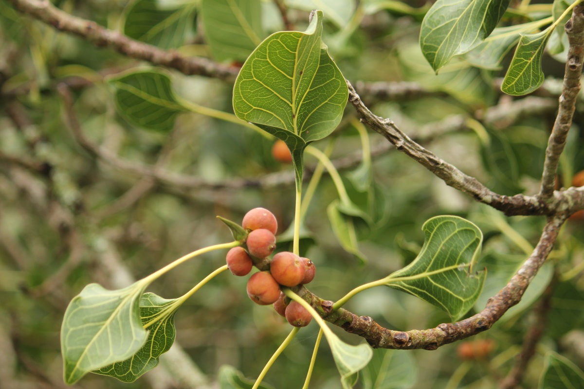 Journeys across Karnataka Ficus Krishnae at Karnatak University, Dharwad