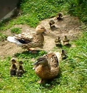 First two Introducing ducklings hatched with a hen back to the mother duck