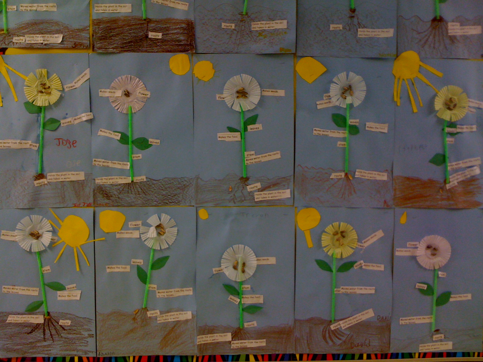 Crayon Bits - a first grade blog: 3D Flower Diagrams