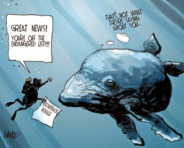 Brian Gable: Humpback Whale extinction.