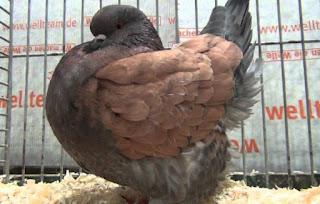 Foto Burung Merpati Moden Pigeon Daftar Harga Burung Hias Terbaru 