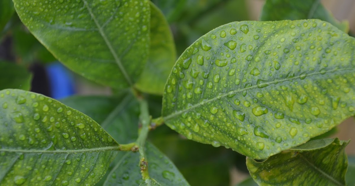 WHY ARE THE LEAVES ON MY LEMON TREE TURNING YELLOW? The Garden of Eaden