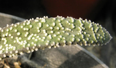 Gasteria maculata