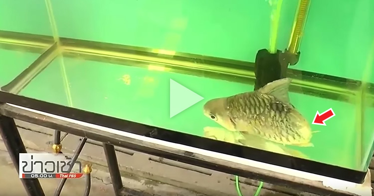 Fish lost half of its body and continued to live with the help of his owner