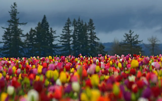 Foto met prachtige tulpen in de lente